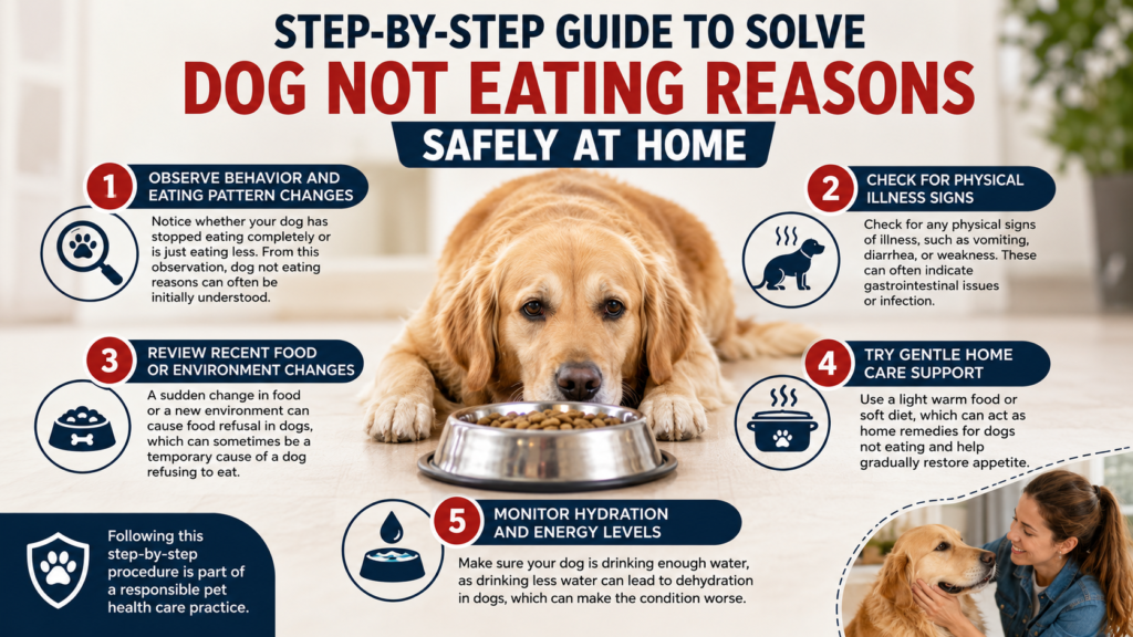 dog not eating reasons