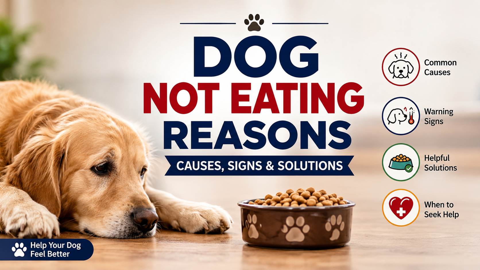 dog not eating reasons